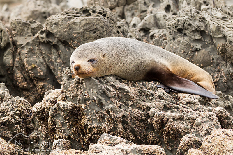 Arctocephalus-forsteri-22773.jpg