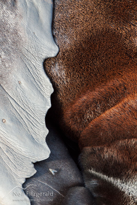 Arctocephalus-forsteri_10508.jpg
