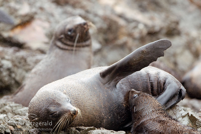 Arctocephalus-forsteri_13235.jpg