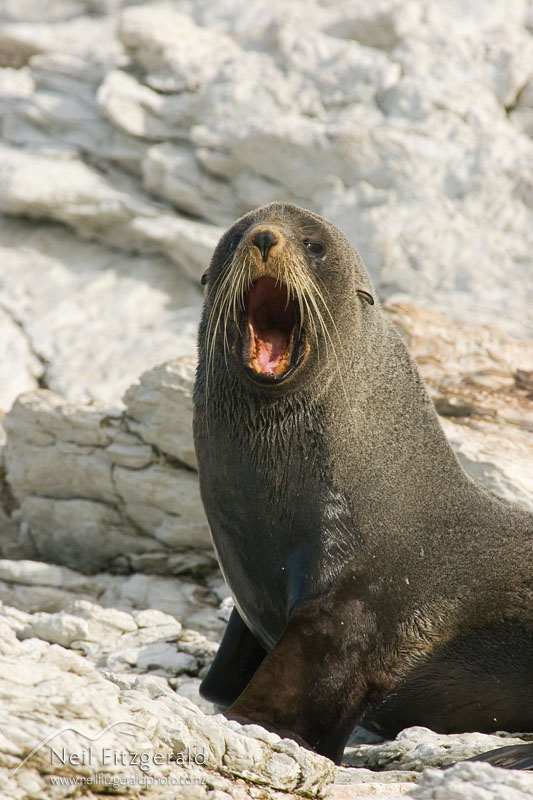 Arctocephalus-forsteri_5332.jpg