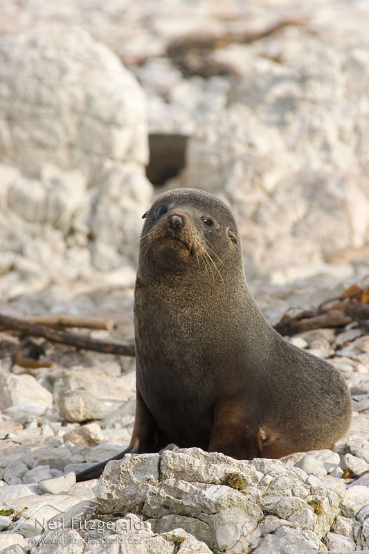 Arctocephalus-forsteri_5366.jpg