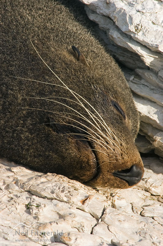 Arctocephalus-forsteri_5372.jpg