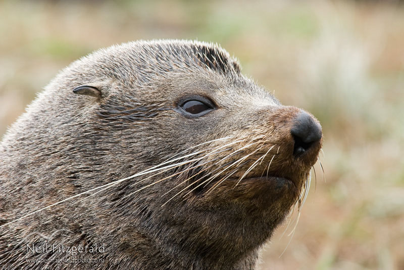 Arctocephalus-forsteri_8006.jpg