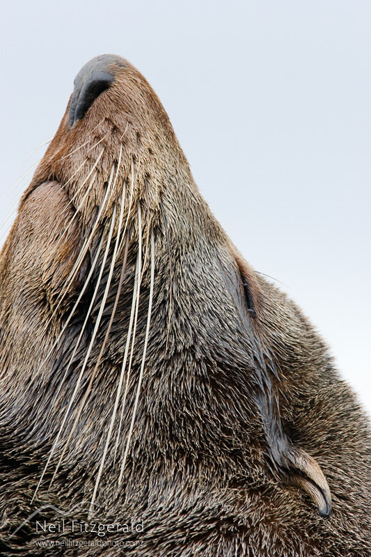 Arctocephalus-forsteri_8024.jpg