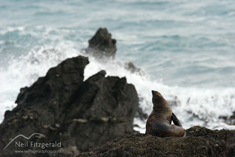 Arctocephalus-forsteri_8033.jpg