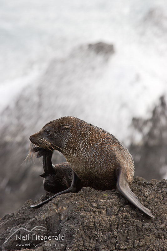 Arctocephalus-forsteri_8043.jpg