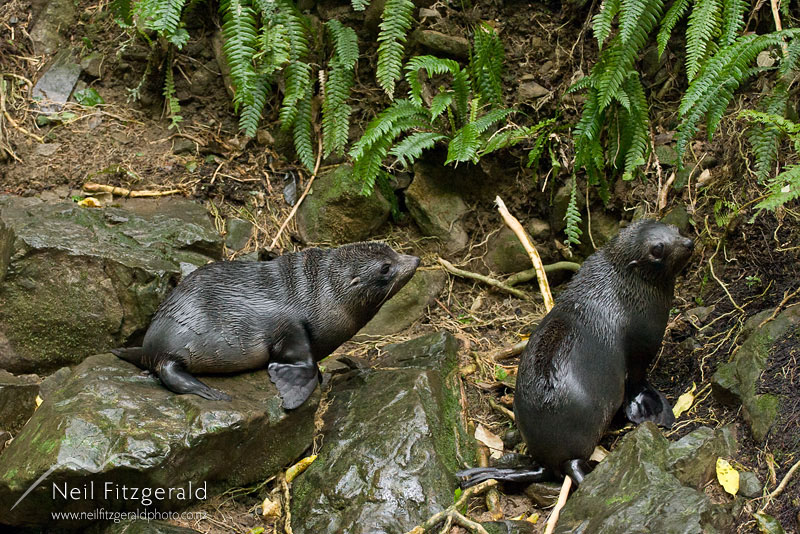 Arctocephalus-forsteri_9729.jpg