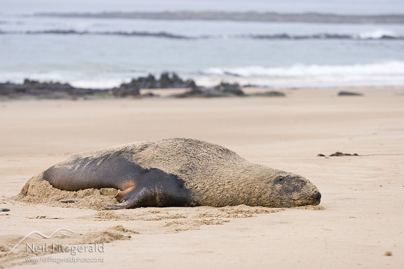 Phocarctos-hookeri_9465.jpg