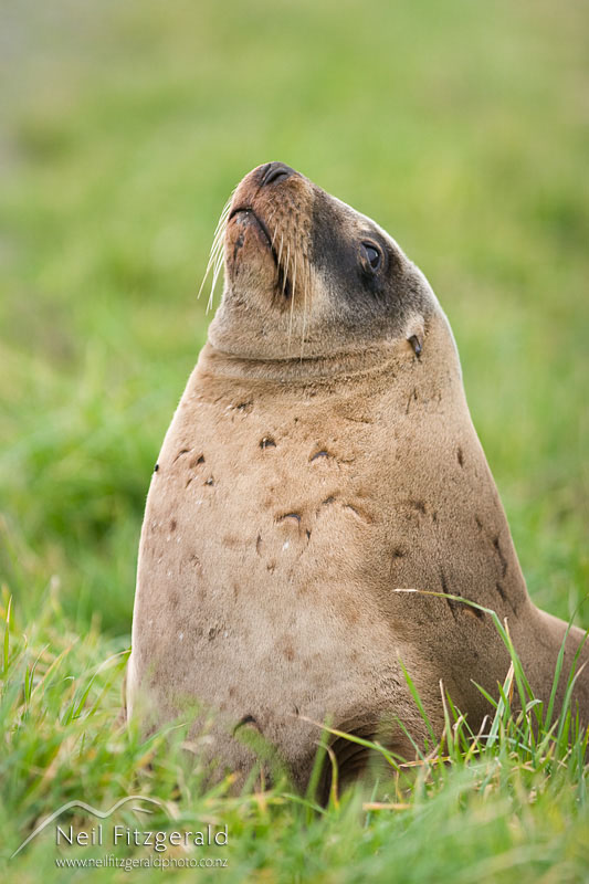 Phocarctos-hookeri_9501.jpg