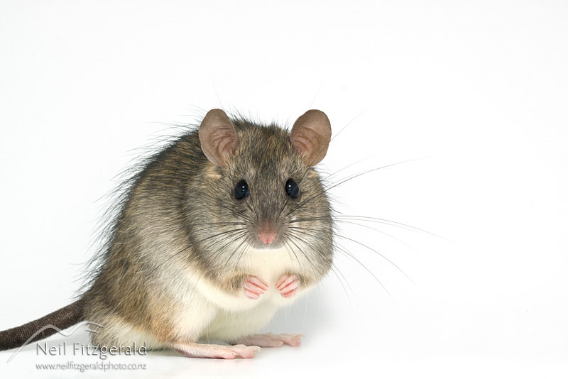 Rattus-rattus_12548.jpg