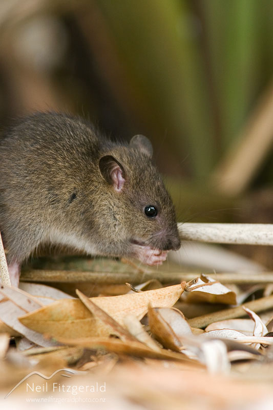 Rattus-norvegicus_6978.jpg