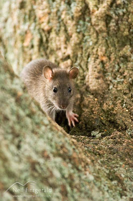 Rattus-norvegicus_6988.jpg