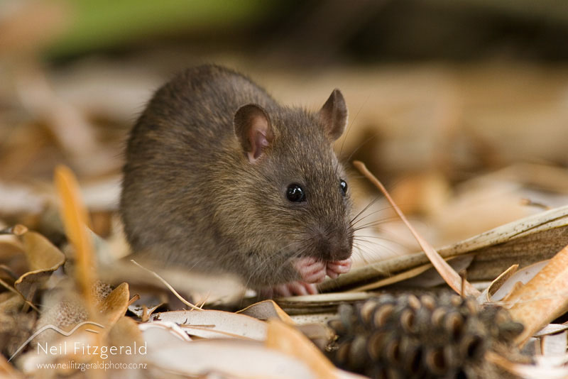 Rattus-norvegicus_6997.jpg