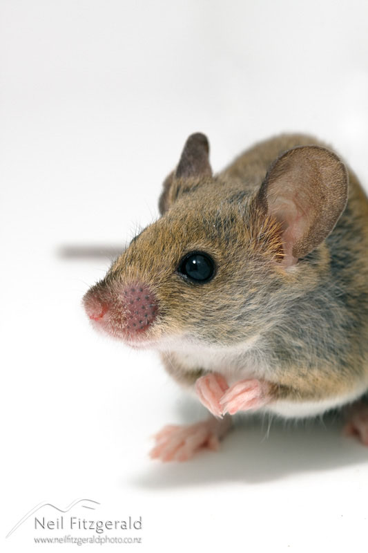 Mus-musculus_11367.jpg