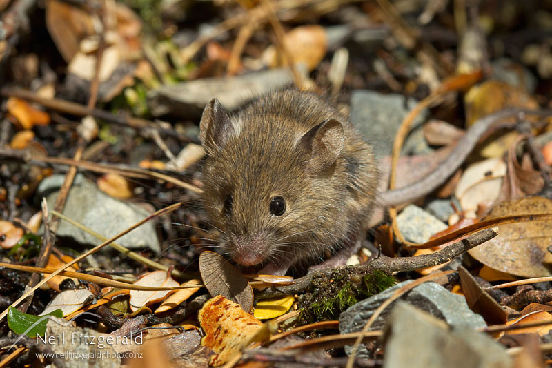 Mus-musculus_13114.jpg