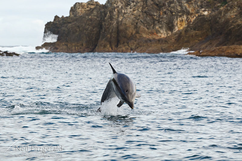 Tursiops-truncatus-16415.jpg