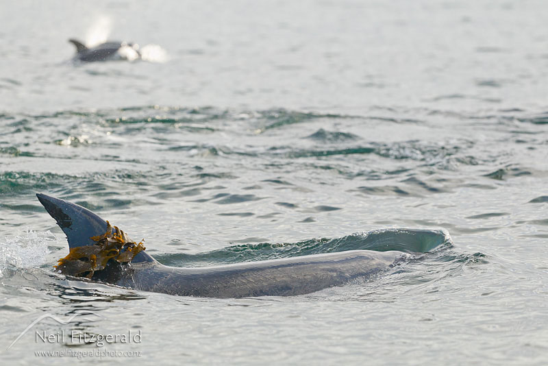 Tursiops-truncatus-16446.jpg