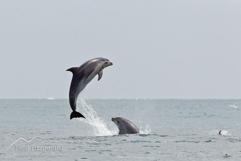 Tursiops-truncatus-16525.jpg