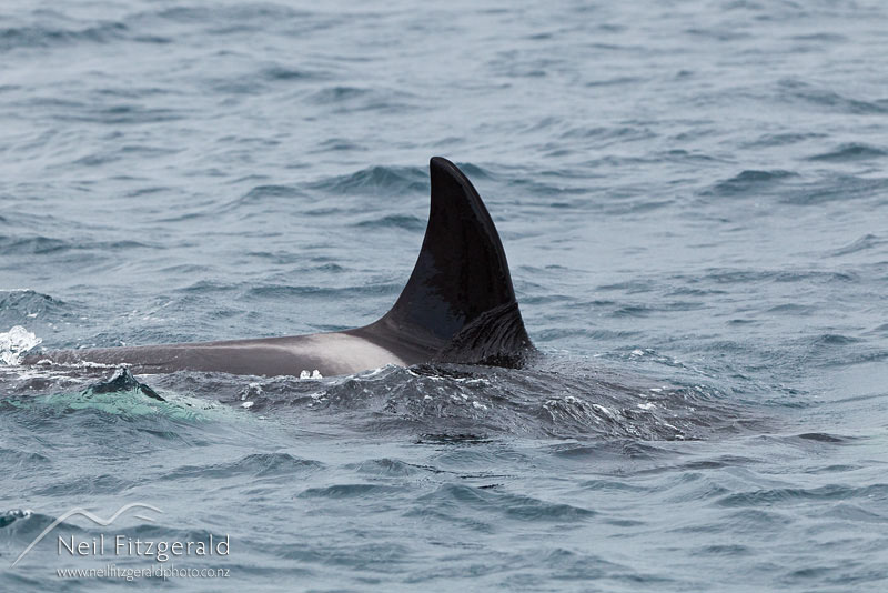 Orcinus-orca-16240.jpg