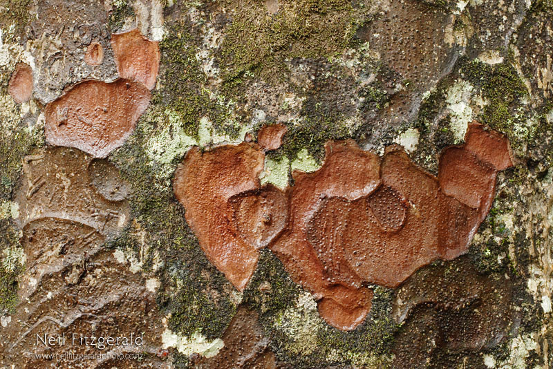 Agathis-australis_4465.jpg