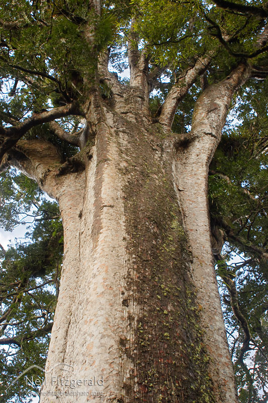 Agathis-australis_4541.jpg