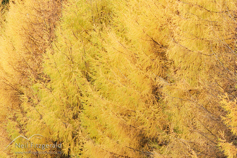 Larix-decidua_3873.jpg