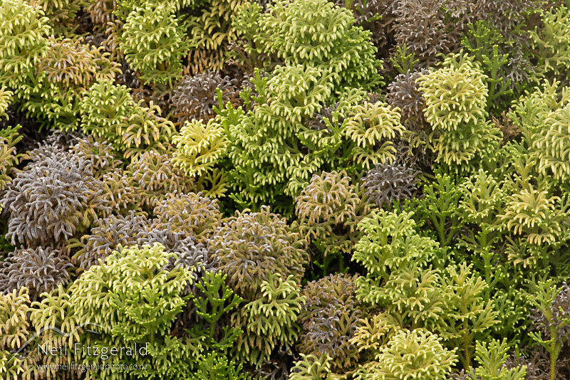 Lycopodiella-cernua_3583.jpg