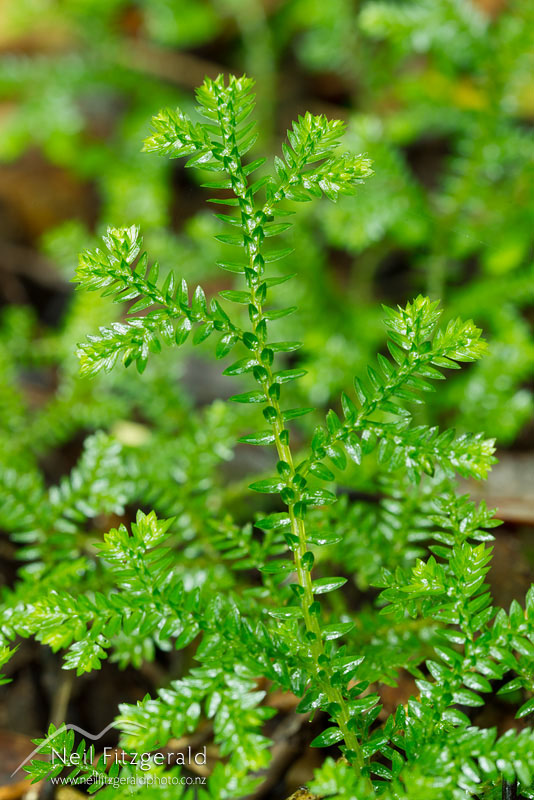 Selaginella-kraussiana-20091.jpg