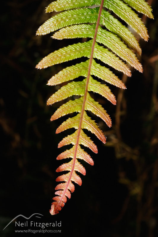 Doodia-australis_1301.jpg
