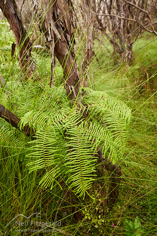 Gleichenia-dicarpa-26024.jpg