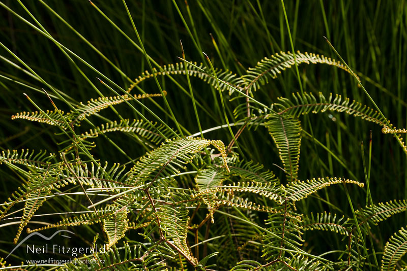 Gleichenia-dicarpa_14305.jpg