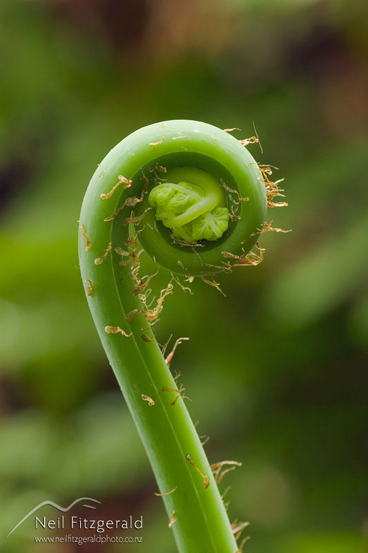 Histiopteris-incisa_4732.jpg