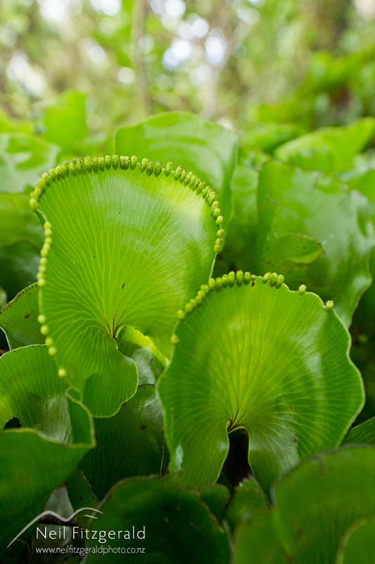 Hymenophyllum-nephrophyllum-25328.jpg