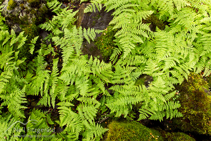 Hypolepis-millefolium-24686.jpg