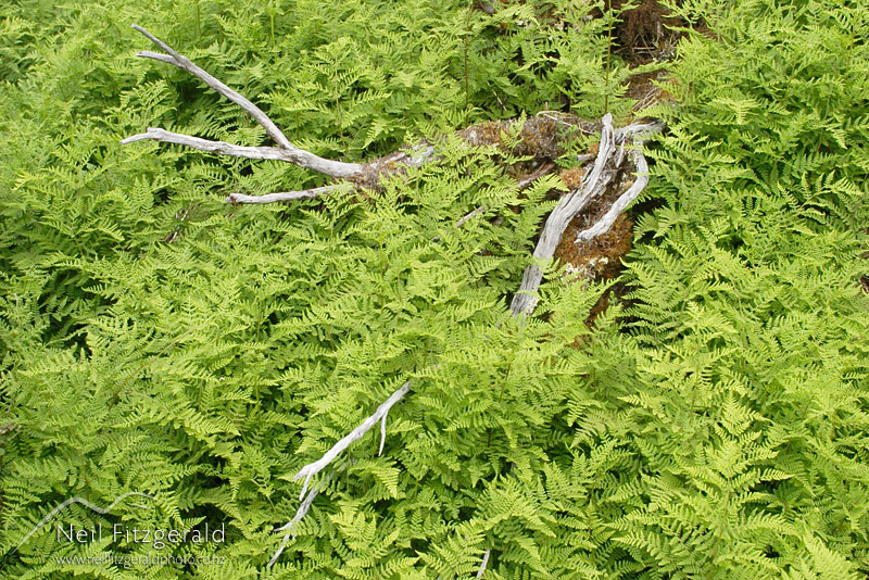 Hypolepis-millefolium_2063.jpg