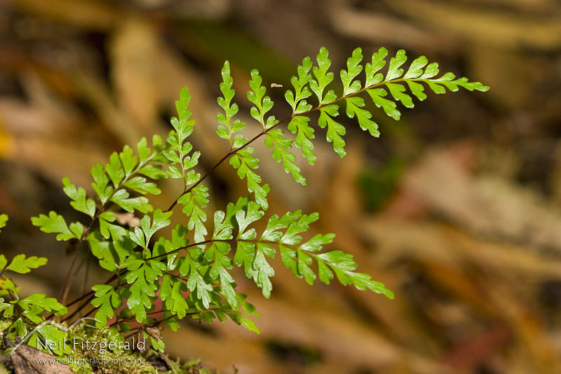 Lindsaea-trichomanoides_6861.jpg