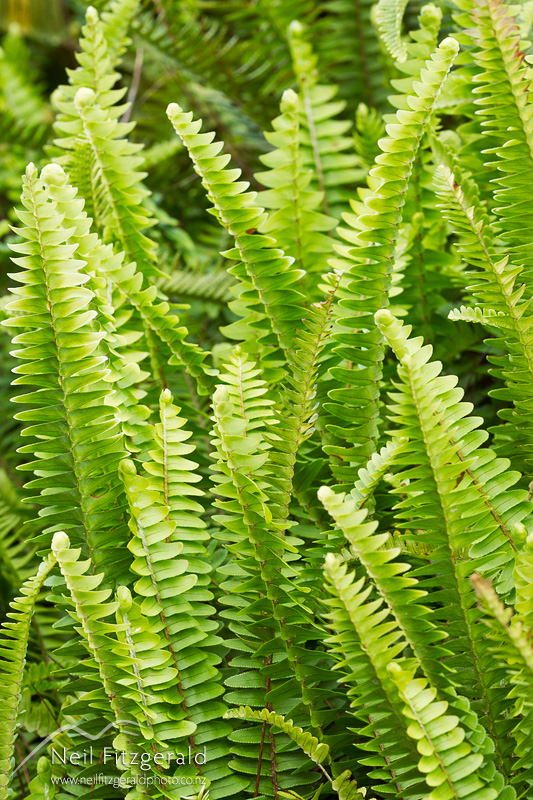 Nephrolepis-flexuosa_20647.jpg