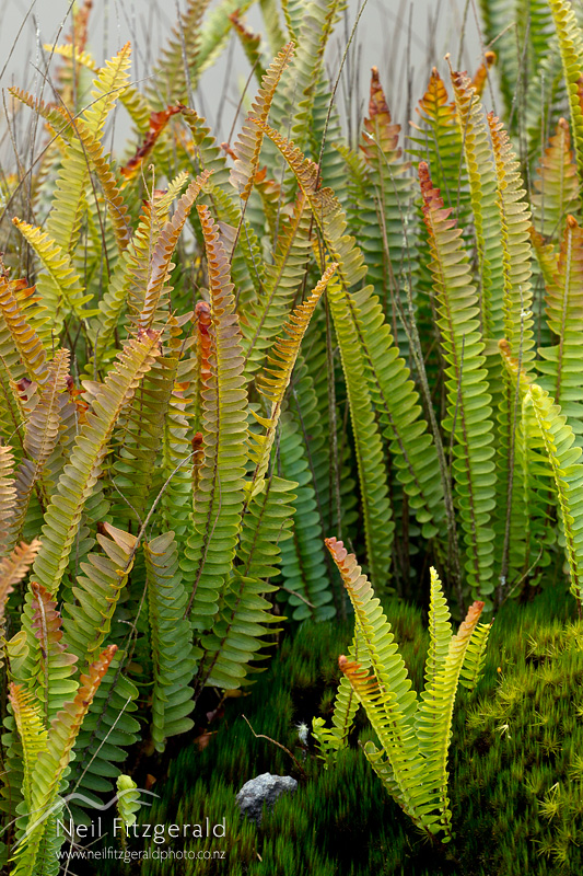 Nephrolepis-flexuosa_20649.jpg