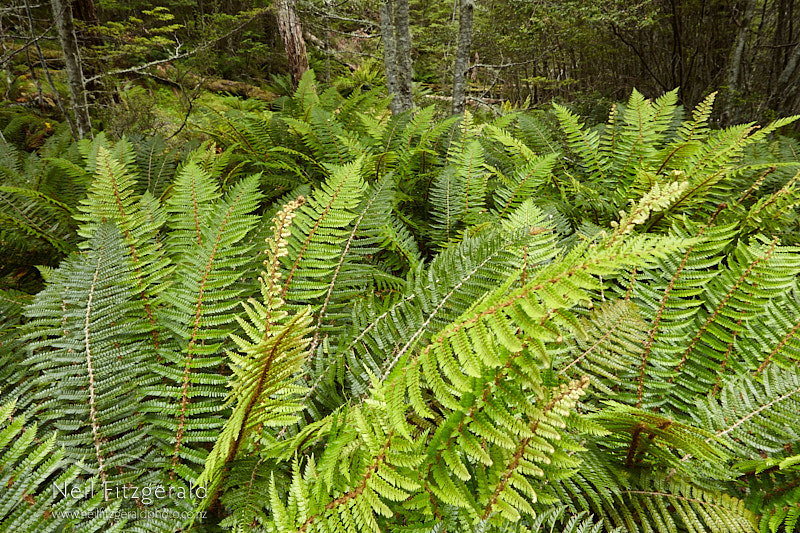 Polystichum-vestitum-24566.jpg
