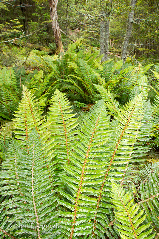 Polystichum-vestitum-24567.jpg