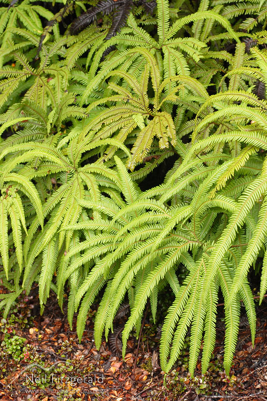 Sticherus-cunninghamii_3264.jpg