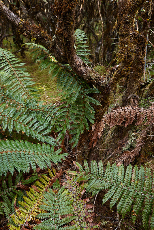 prickly-shield-fern-27270.jpg