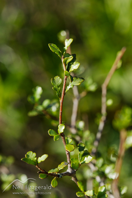 Pittosporum-turneri-20864.jpg