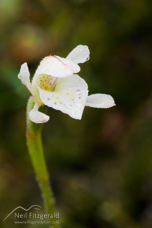 Aporostylis-bifolia_2141.jpg