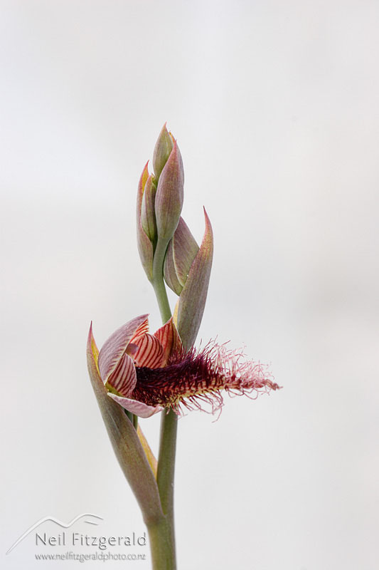 Calochilus-robertsonii_0704.jpg