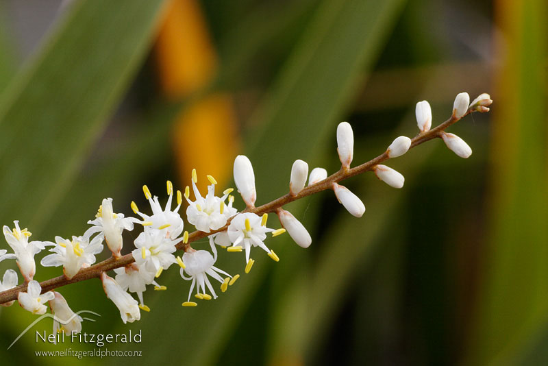 Cordyline-australis_0601.jpg