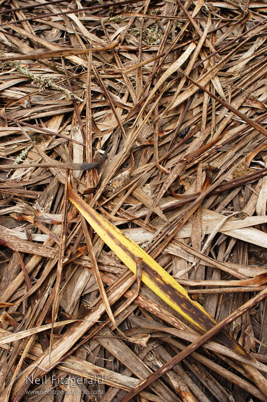 Cordyline-australis_0799.jpg