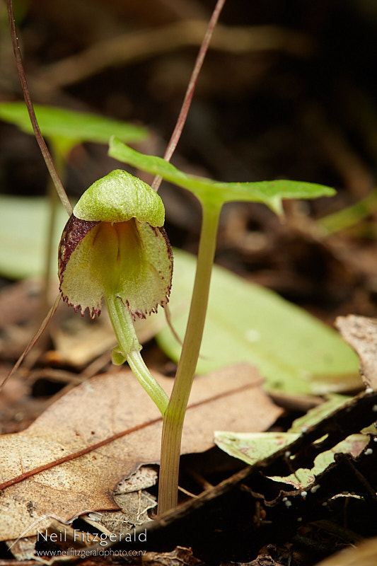 Corybas-trilobus-28342.jpg