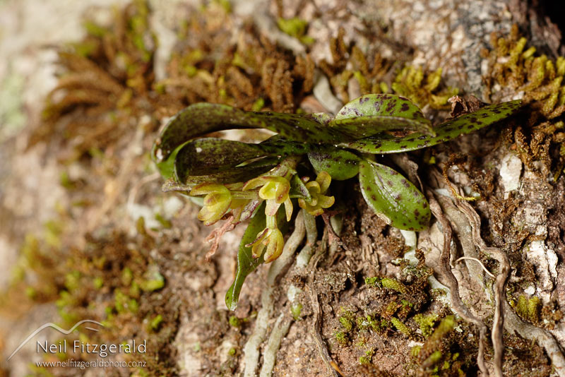 Drymoanthus-flavus_0752.jpg