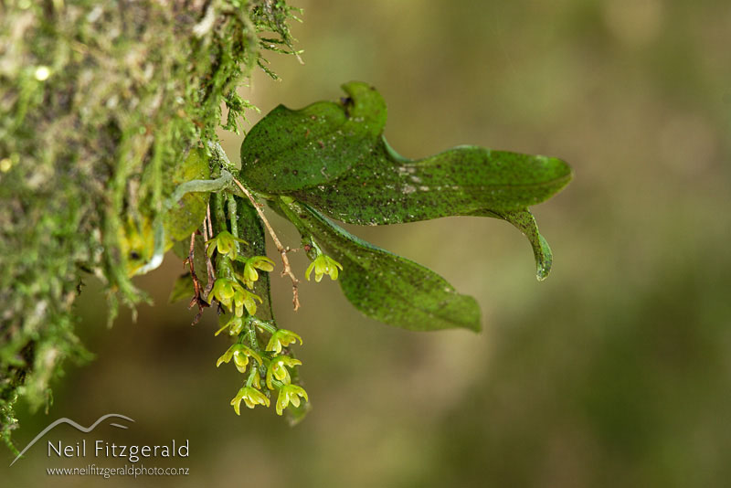 Drymoanthus-flavus_0761.jpg